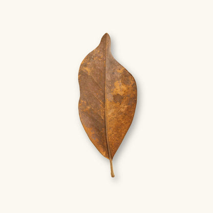 A dark brown magnolia leaf (Magnolia grandiflora) showing natural weathering for aquariums, photographed on a natural background at Betta Botanicals.
