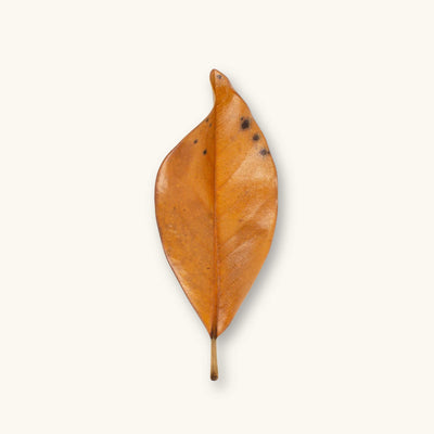 A single orange-brown magnolia leaf (Magnolia grandiflora) with waxy texture for blackwater aquariums, photographed on a natural background at Betta Botanicals.