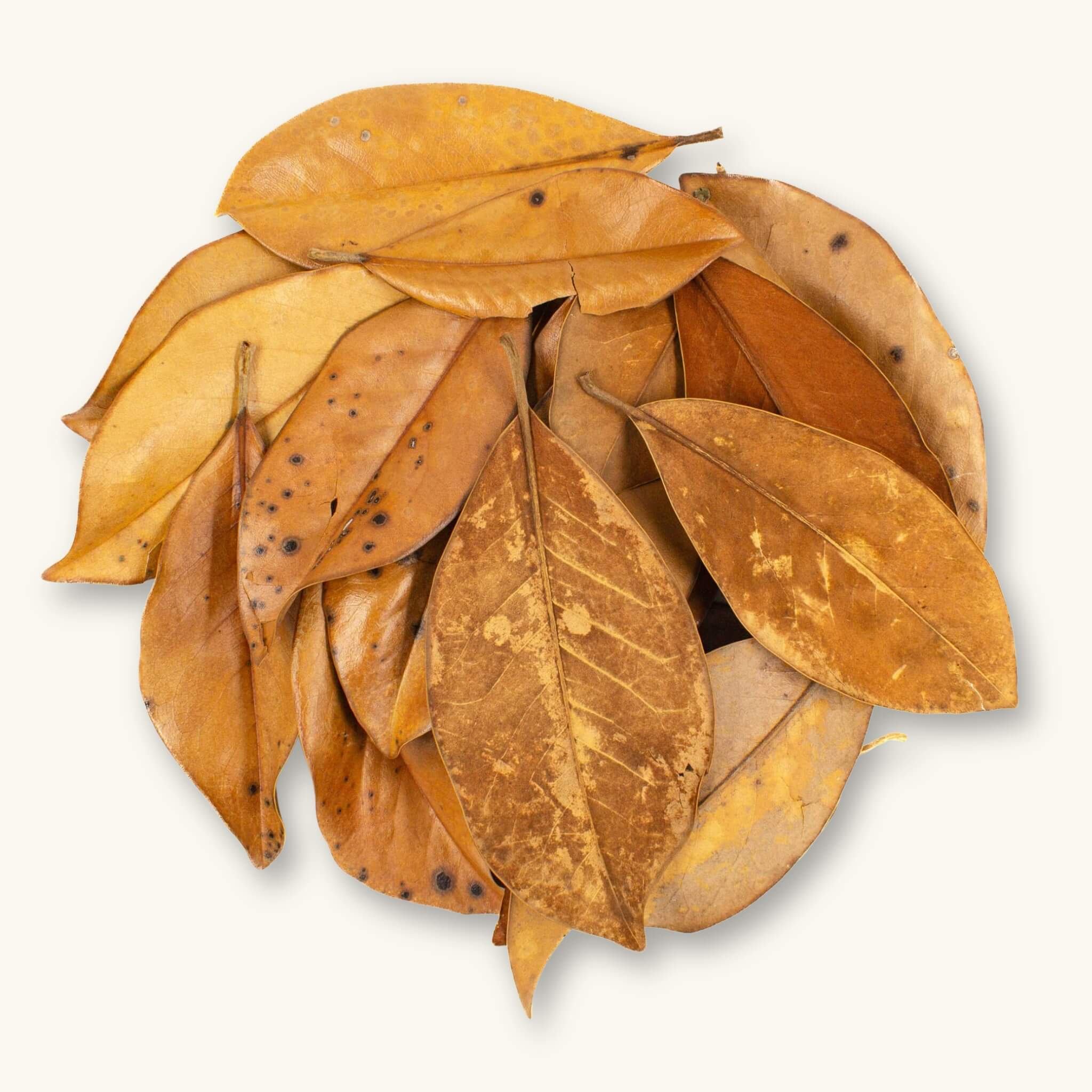 A group of golden-brown and tan magnolia leaves (Magnolia grandiflora) for dart frog vivariums, photographed on a natural background at Betta Botanicals.