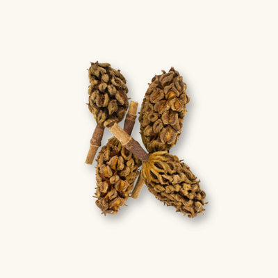A group of textured brown magnolia seed pods (Magnolia grandiflora) for blackwater aquariums, photographed on a natural background at Betta Botanicals.