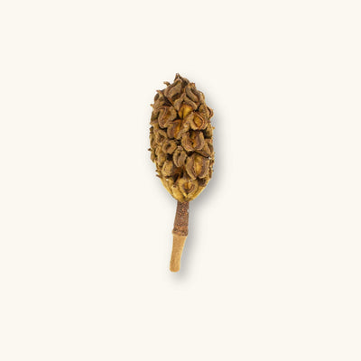 A single brown magnolia seed pod (Magnolia grandiflora) for biotope aquariums, photographed on a natural background at Betta Botanicals.