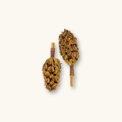 Two durable brown magnolia seed pods (Magnolia grandiflora) for blackwater aquariums, photographed on a natural background at Betta Botanicals.