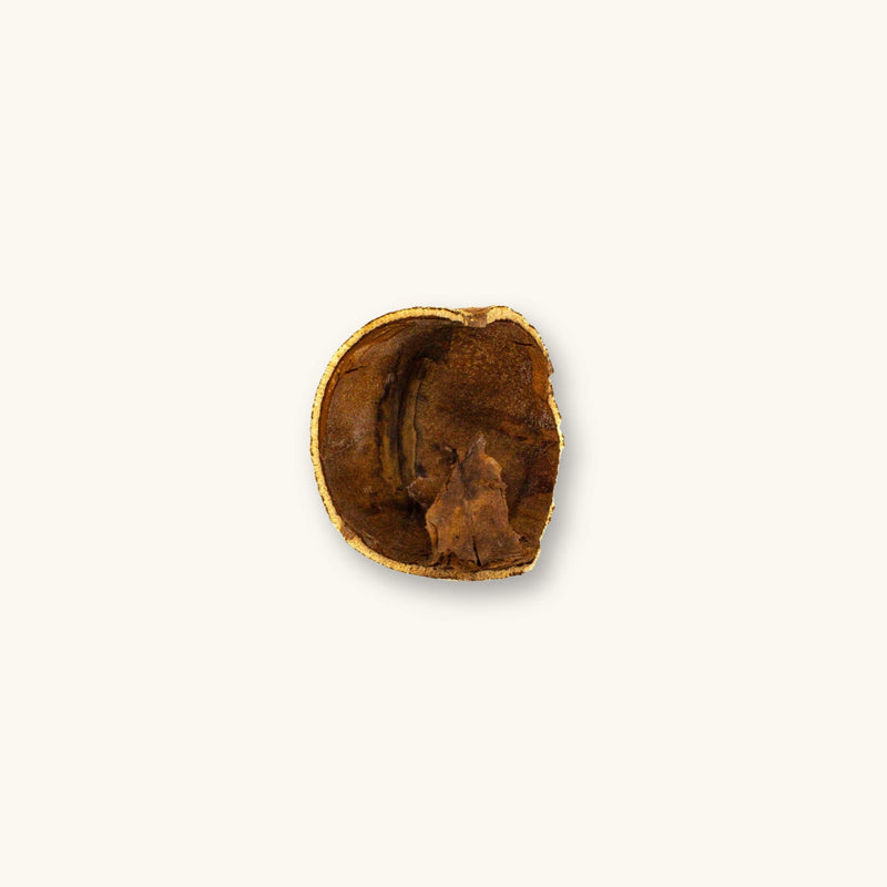A single Tingui seed pod for South American biotope aquariums and vivariums, photographed on a natural background at Betta Botanicals.