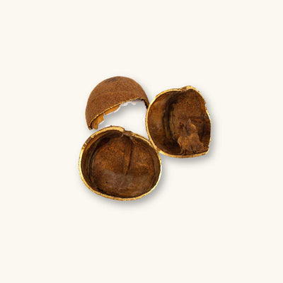 A group of three brown tingui pods (Magonia pubescens) for blackwater aquariums, photographed on a natural background at Betta Botanicals.