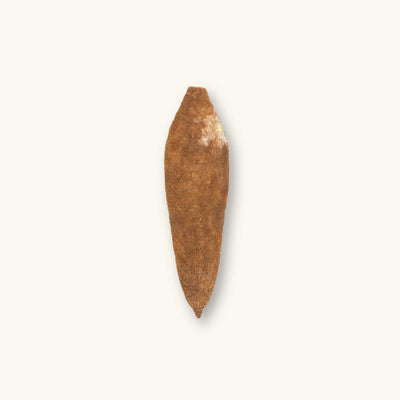 A single brown mahogany pod section (Swietenia macrophylla) with woody textures for biotope aquariums, photographed on a natural background at Betta Botanicals.
