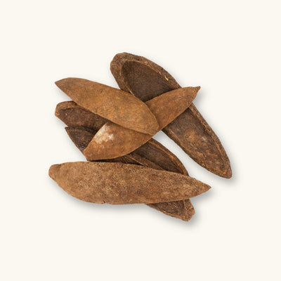 A group of long and slightly curved, brown mahogany pod sections (Swietenia macrophylla) for blackwater aquariums, photographed on a natural background at Betta Botanicals.