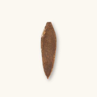 A brown mahogany pod section (Swietenia macrophylla) for blackwater aquariums, photographed on a natural background at Betta Botanicals