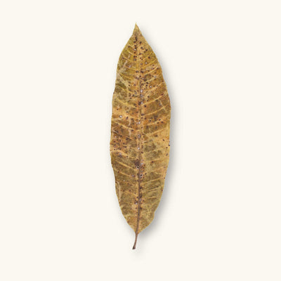 A single brown-green Mango leaf (Mangifera indica) with speckled texture for Colombian biotopes, photographed on a natural background at Betta Botanicals.