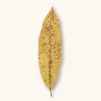 A single yellow-brown Mango leaf (Mangifera indica) with spotted surface for blackwater aquariums, photographed on a natural background at Betta Botanicals