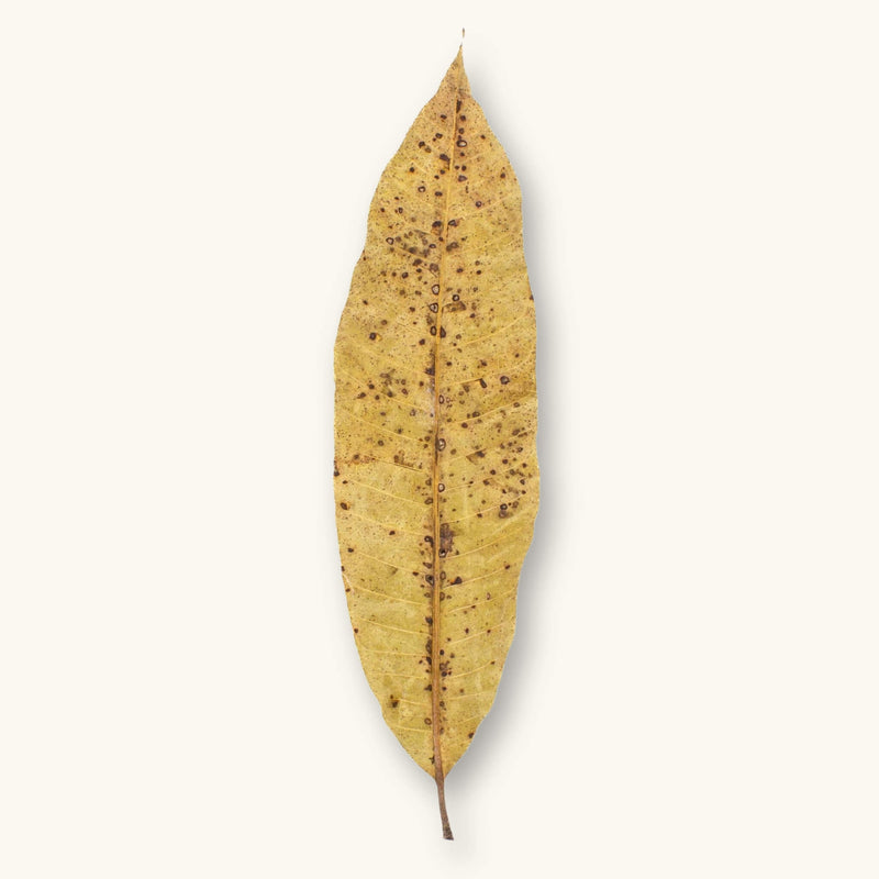 A single yellow-brown Mango leaf (Mangifera indica) with spotted surface for blackwater aquariums, photographed on a natural background at Betta Botanicals