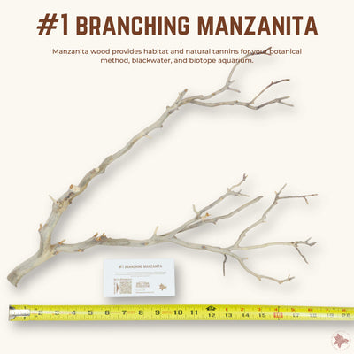 Branching Manzanita | WYSIWYG Pieces