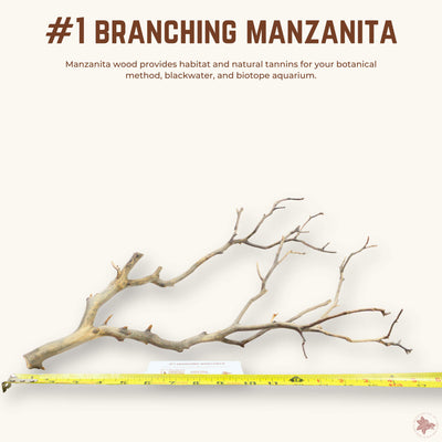Branching Manzanita | WYSIWYG Pieces