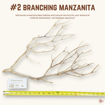 Branching Manzanita | WYSIWYG Pieces