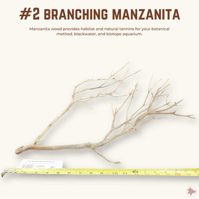 Branching Manzanita | WYSIWYG Pieces