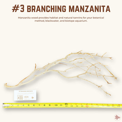 Branching Manzanita | WYSIWYG Pieces
