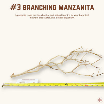Branching Manzanita | WYSIWYG Pieces