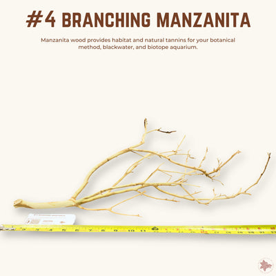 Branching Manzanita | WYSIWYG Pieces