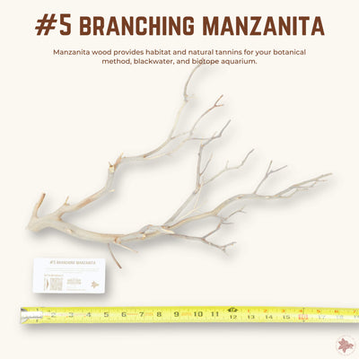 Branching Manzanita | WYSIWYG Pieces