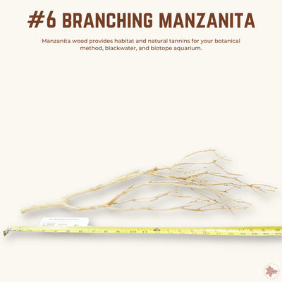 Branching Manzanita | WYSIWYG Pieces