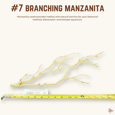 Branching Manzanita | WYSIWYG Pieces