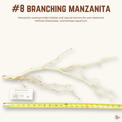 Branching Manzanita | WYSIWYG Pieces