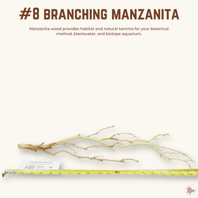 Branching Manzanita | WYSIWYG Pieces