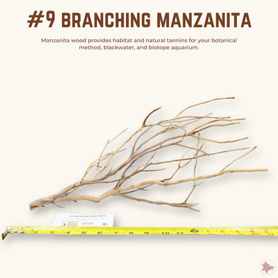 Branching Manzanita | WYSIWYG Pieces