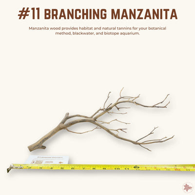 Branching Manzanita | WYSIWYG Pieces