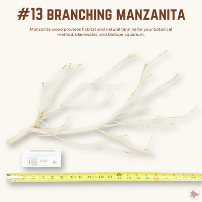 Branching Manzanita | WYSIWYG Pieces