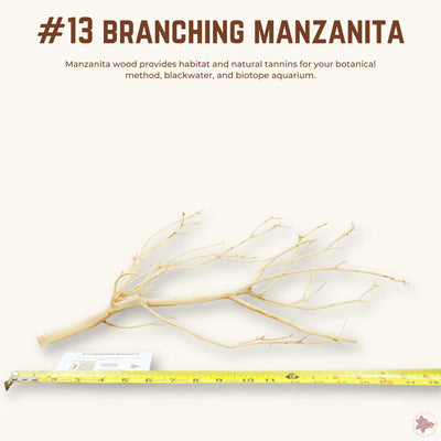 Branching Manzanita | WYSIWYG Pieces