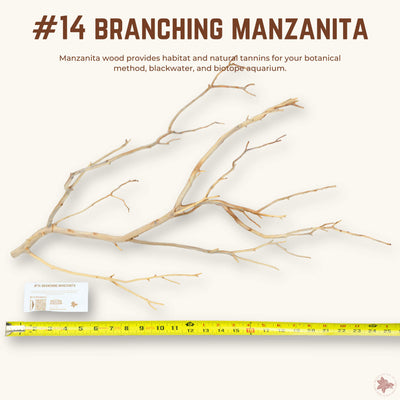 Branching Manzanita | WYSIWYG Pieces