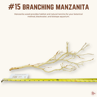 Branching Manzanita | WYSIWYG Pieces