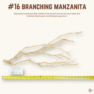 Branching Manzanita | WYSIWYG Pieces