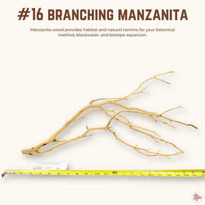 Branching Manzanita | WYSIWYG Pieces