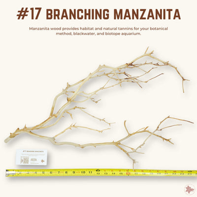 Branching Manzanita | WYSIWYG Pieces