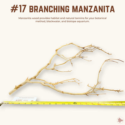 Branching Manzanita | WYSIWYG Pieces