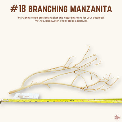 Branching Manzanita | WYSIWYG Pieces