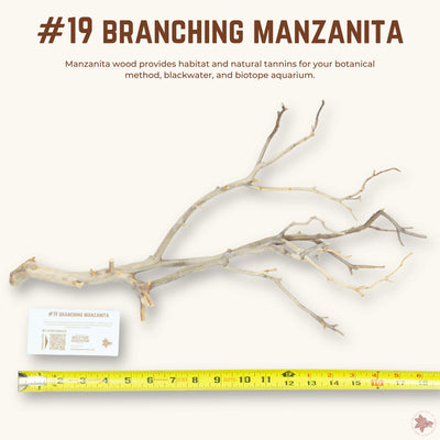 Branching Manzanita | WYSIWYG Pieces