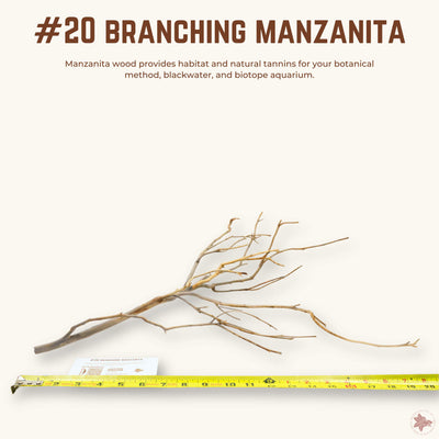 Branching Manzanita | WYSIWYG Pieces