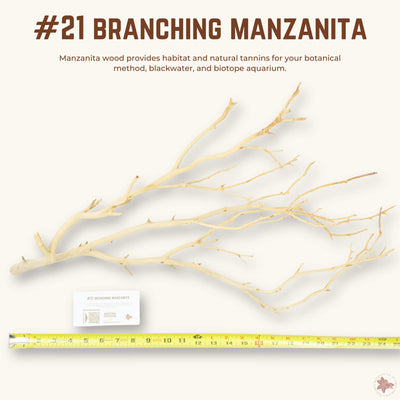 Branching Manzanita | WYSIWYG Pieces