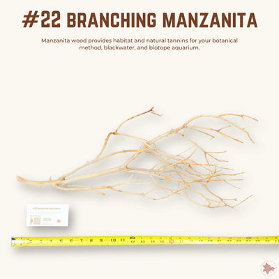 Branching Manzanita | WYSIWYG Pieces