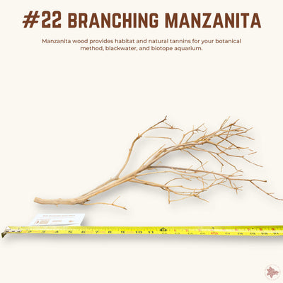 Branching Manzanita | WYSIWYG Pieces