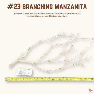 Branching Manzanita | WYSIWYG Pieces