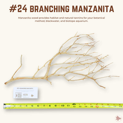 Branching Manzanita | WYSIWYG Pieces
