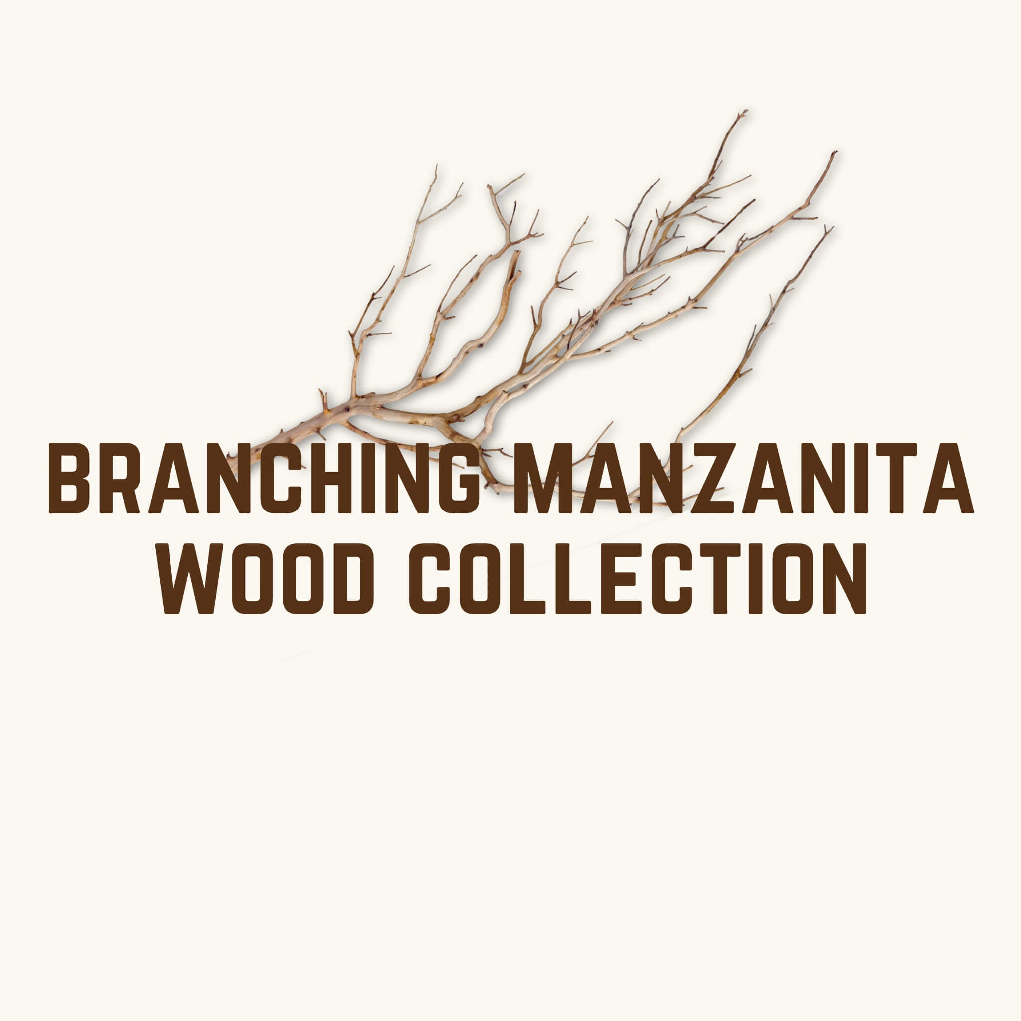 Branching manzanita driftwood for planted blackwater aquariums and bioactive enclosures at Betta Botanicals.