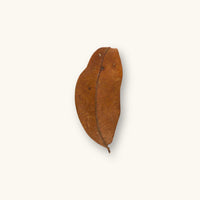A single brown marupa leaf (Simarouba amara) for blackwater aquariums, photographed on a natural background at Betta Botanicals.