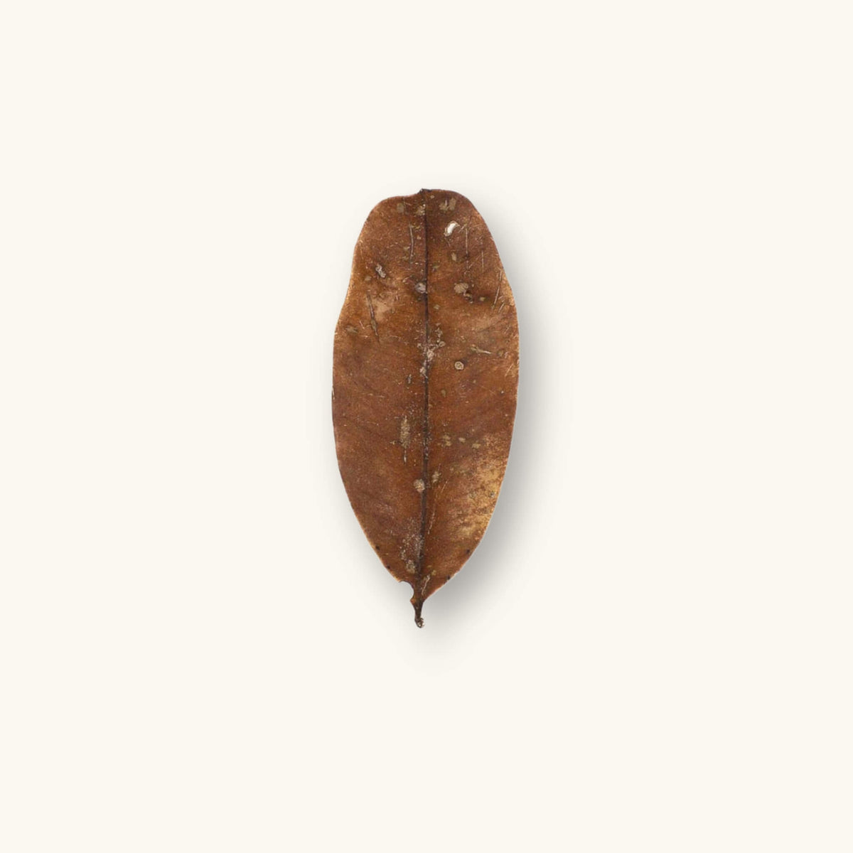 A curled brown marupa leaf (Simarouba amara) for blackwater aquariums, photographed on a natural background at Betta Botanicals.