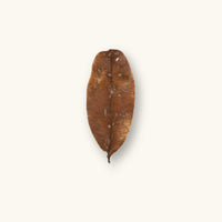 A curled brown marupa leaf (Simarouba amara) for blackwater aquariums, photographed on a natural background at Betta Botanicals.