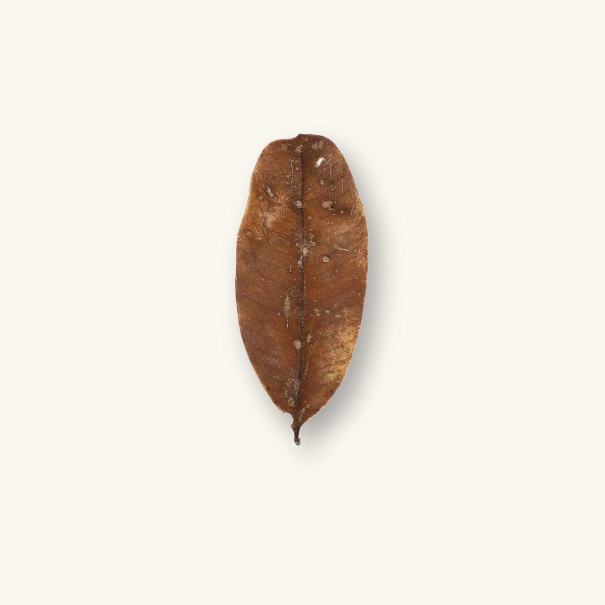 A curled brown marupa leaf (Simarouba amara) for blackwater aquariums, photographed on a natural background at Betta Botanicals.