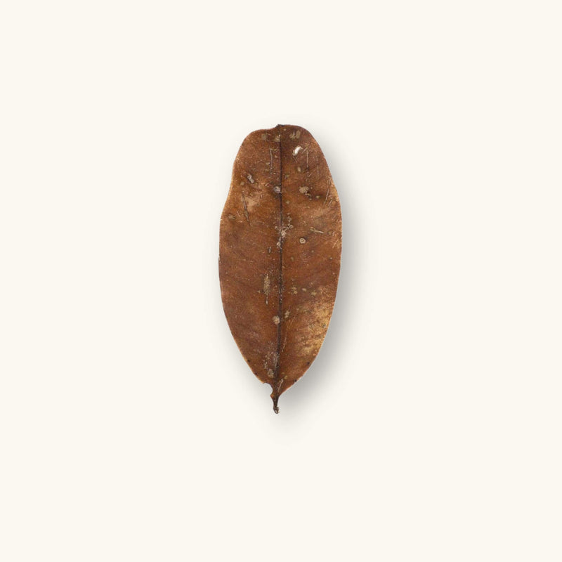 A curled brown marupa leaf (Simarouba amara) for blackwater aquariums, photographed on a natural background at Betta Botanicals.